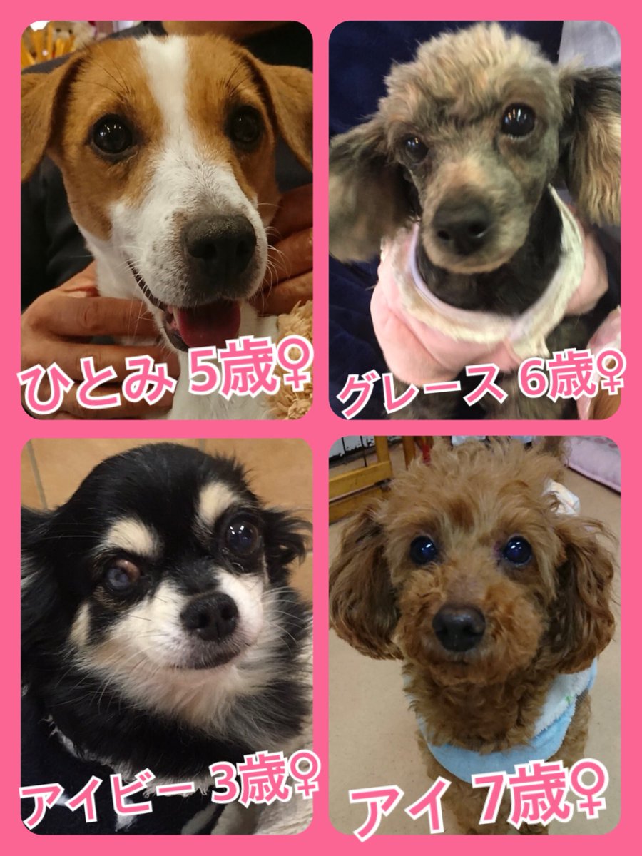 🐾今日の里親様募集中ワンコ🐶メンバーです🐾2019,2,23